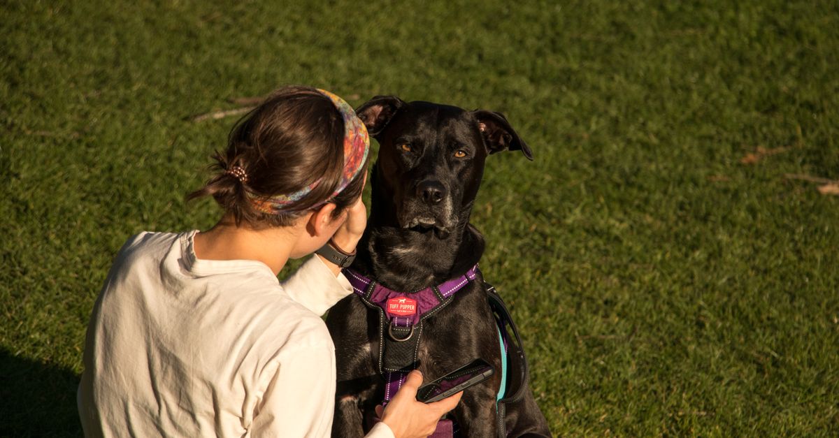 Honest Dog Gear Review: Top Rugged Harnesses